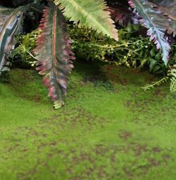 Large artificial moss-fern garden m2