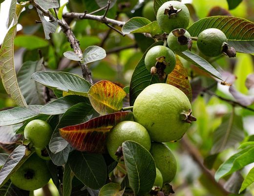 Planta de Guayaba (psidium guajaba)