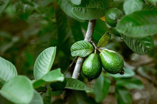 Planta de Guayaba (psidium guajaba)
