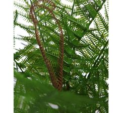 FELCE ARTIFICIALE 55CM