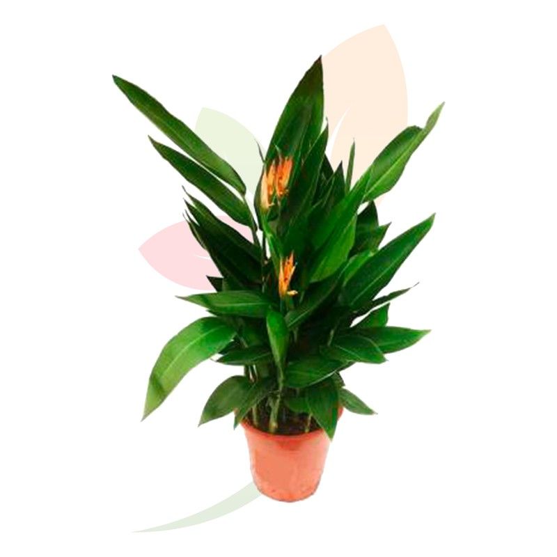 Heliconia Hawaii tropische Zimmerpflanze