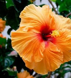 Hibiscus