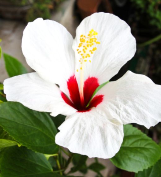 Hibiscus