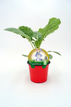 Hierba conejos ecologica Col forrajera, en maceta de 1L