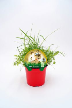 Herbe de chien en pot bio 1L