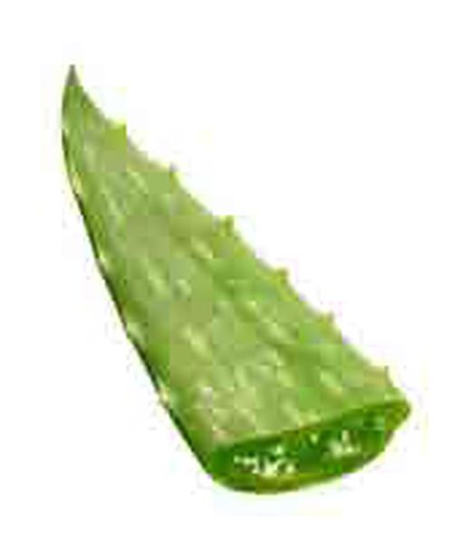 Hoja de aloe vera