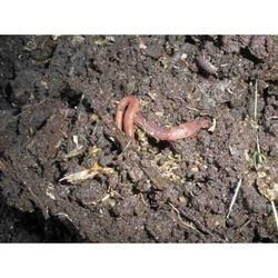 Humus de Lombriz sólido