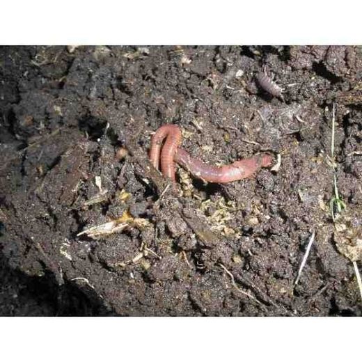 Humus de Lombriz sólido