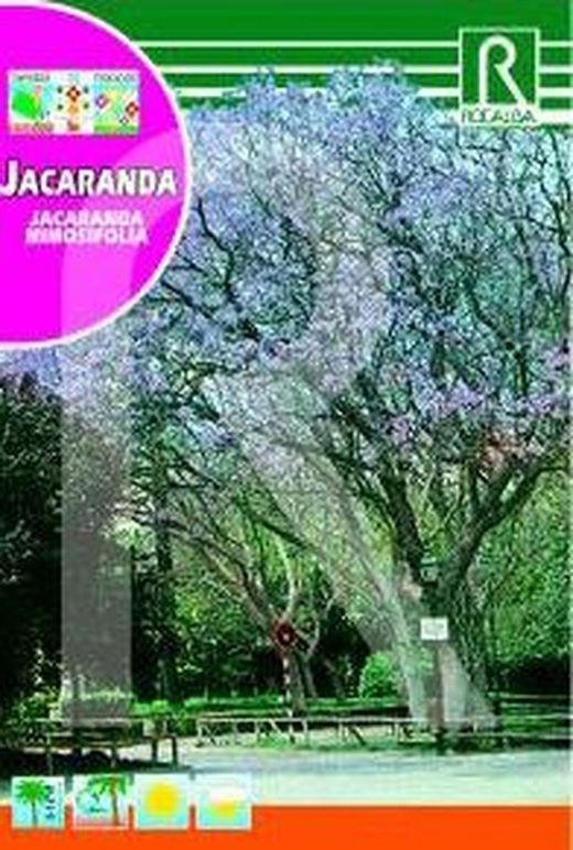 Jacaranda mimosifolia 0.5g