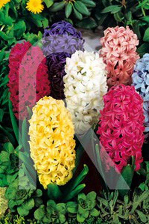 Jacintos mezcla colores (3 bulbos)