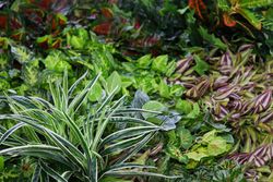 Preço do jardim artificial de toque natural m2