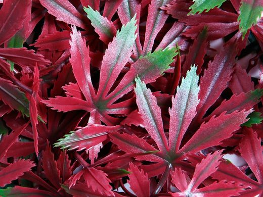 Acero rosso giardino verticale