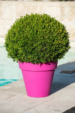 Pegasus resin vase pot 40x37 cm