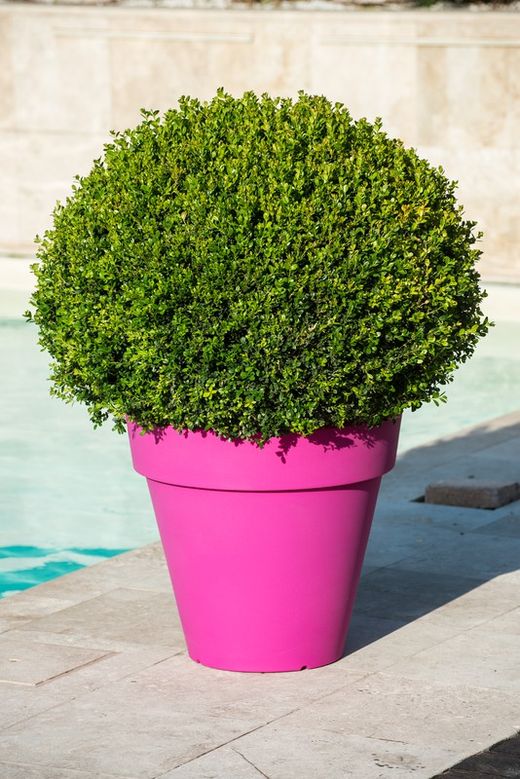 Vaso Pegaso in resina 60x55 cm