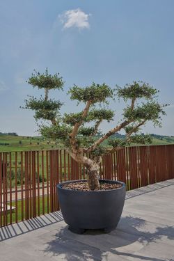 Fioriera rotonda in resina Megalos 110x65 cm