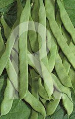 Supermarconi bean 30g