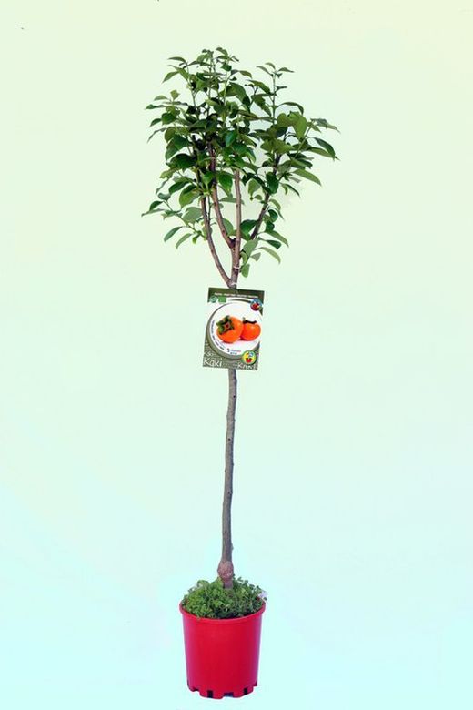 Kaki ecológico Rojo Brillante autofértil 10Litros