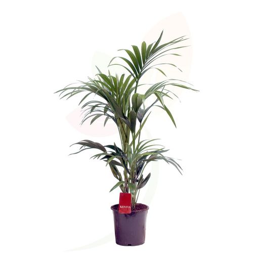 Kentia (Howea forsteriana)