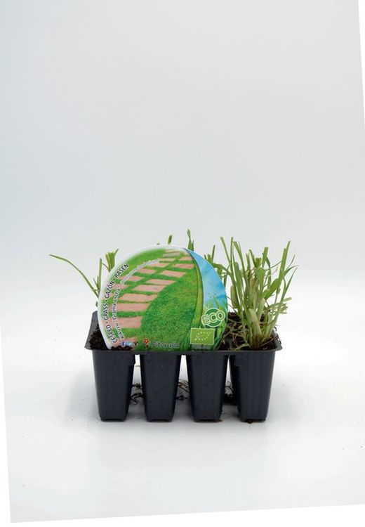 Kikuyu grama ancha plantel de césped ecológico