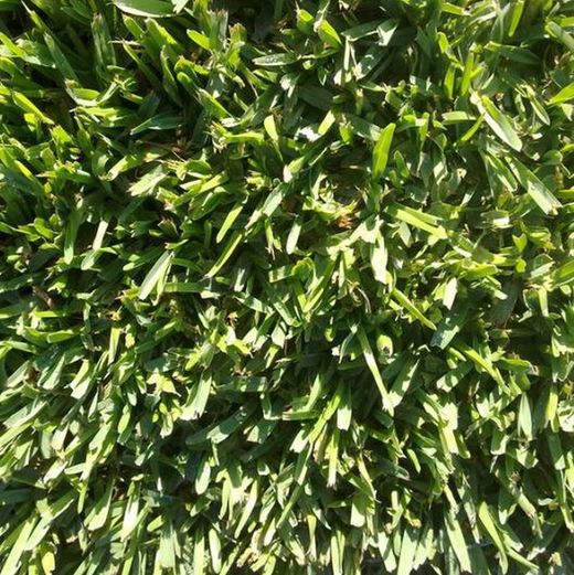 Kikuyu- Pennisetum Clandestinum de Zulueta