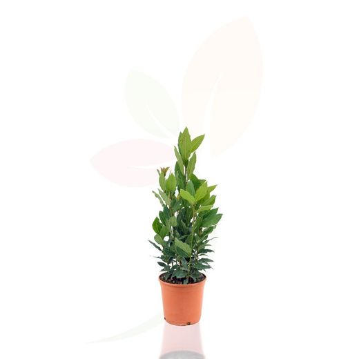 Laurus nobilis