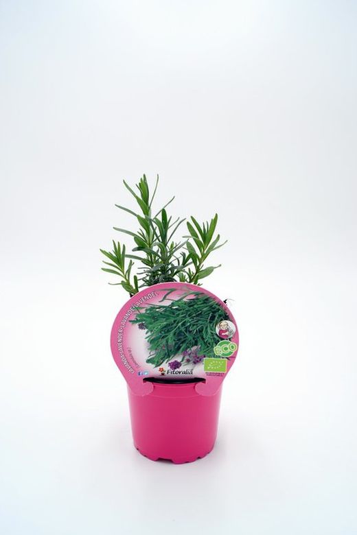 Lavanda ecologica en maceta