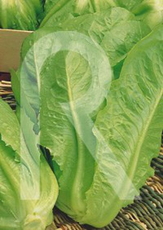 Lechuga romana larga rubia