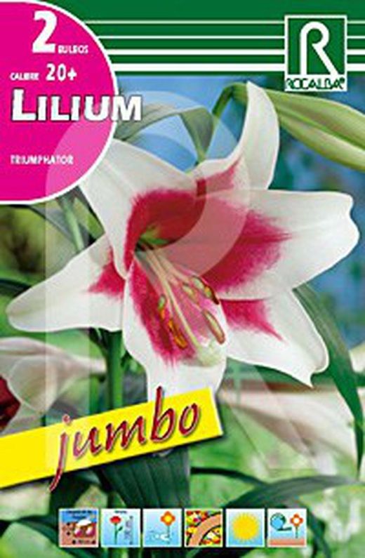 Lilium jumbo triumphator