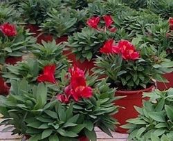 Lirio de los incas, Azuzena peruana