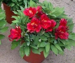 Lirio de los incas, Azuzena peruana