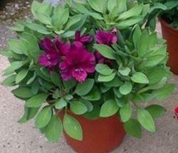 Lirio de los incas, Azuzena peruana