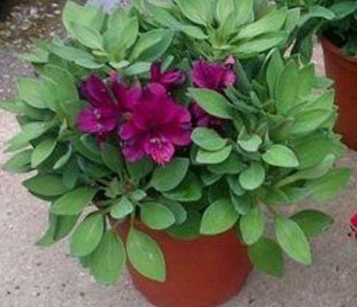 Lirio de los incas, Azuzena peruana