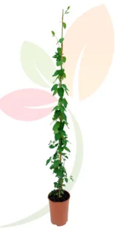 TUTEUR DE LONICERA JAPONICA (CHÈVBEILLES)