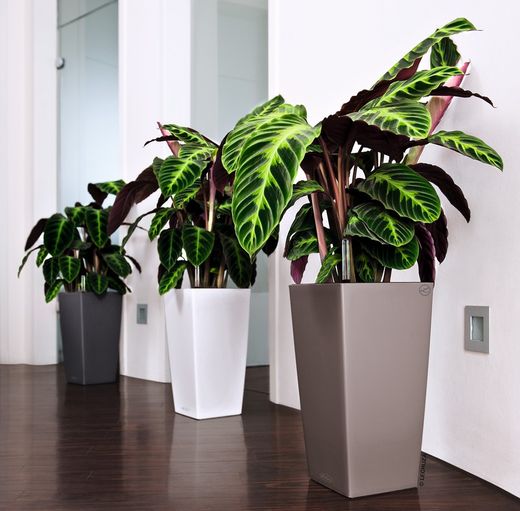 Maceta autorriego Lechuza 22x22x41 cm