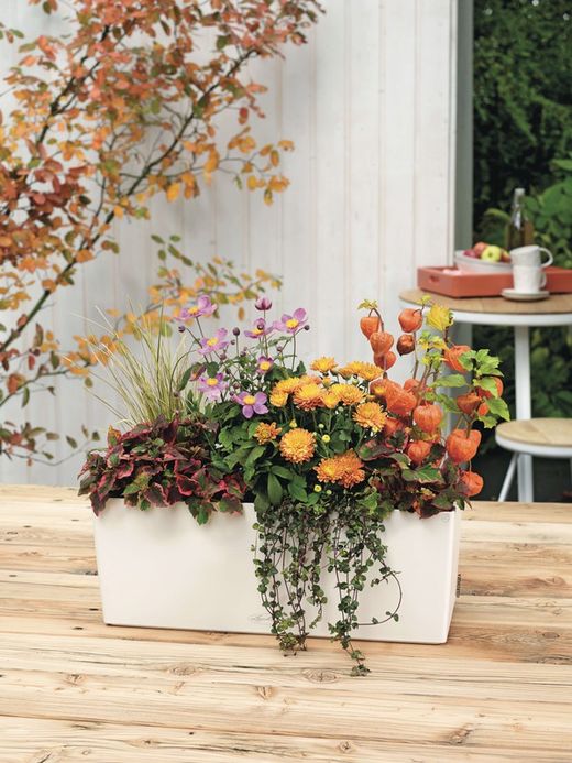 Balcony owl self-watering pot 50x19x19 cm