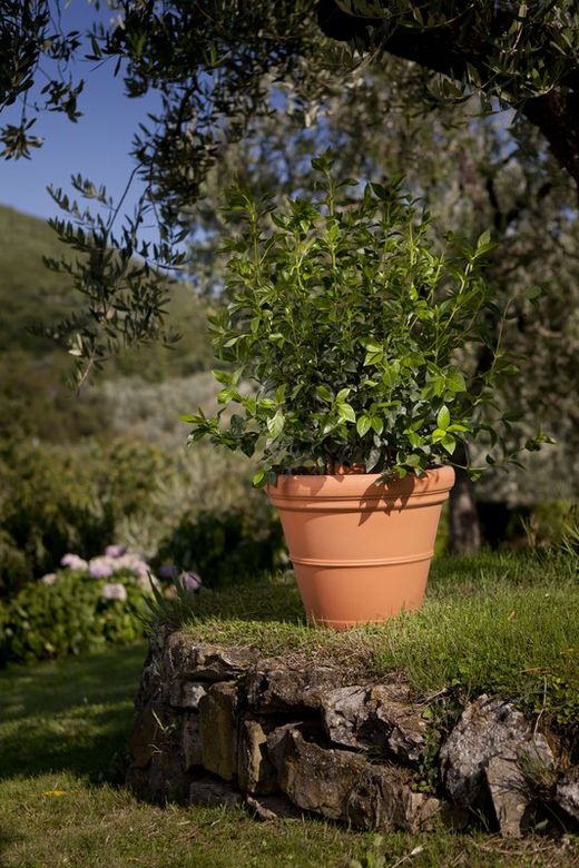 Liscio doppio resin glass pot