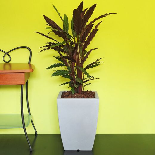 Vaso in resina Hydrus 39x85