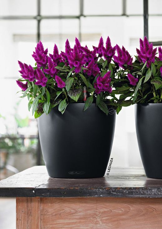 Flowerpot Owl self-watering Classic color 19 x 17 cm