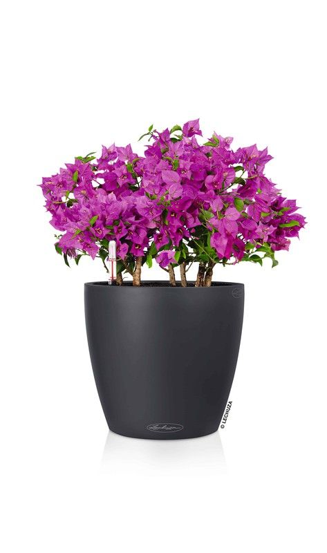 Flowerpot Owl self-watering Classic color 19 x 17 cm