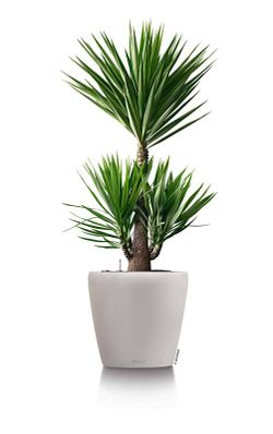 Flowerpot Owl self-watering Classic color 19 x 17 cm
