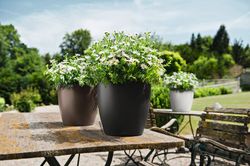 Flowerpot Owl self-watering Classic color 19 x 17 cm