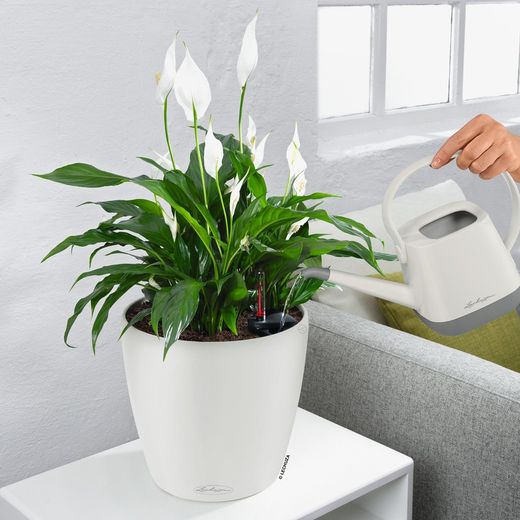 Blumentopf Eule selbstbewässernd Classic Farbe 42 x 32,5 cm