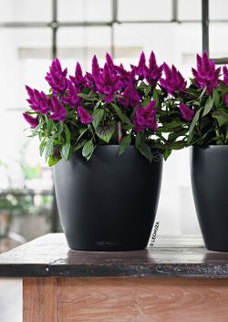 Flowerpot Owl self-watering Classic color 60 x 55.5 cm