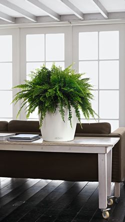 Flowerpot Owl self-watering Classic color 70 x 64.5 cm