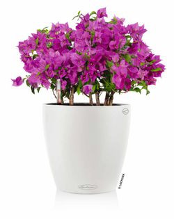 Flowerpot Owl self-watering Classic color 70 x 64.5 cm
