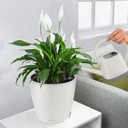 Flowerpot Owl self-watering Classic color 70 x 64.5 cm