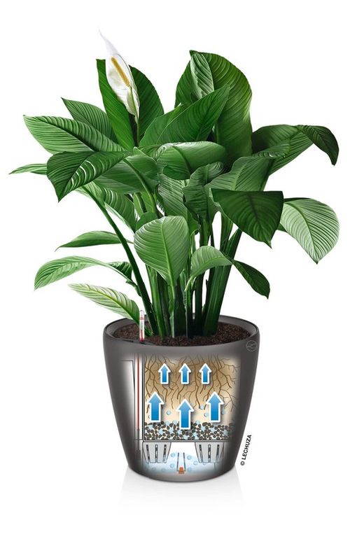 Flowerpot Owl self-watering Classico Premium 43.5 x 39 cm