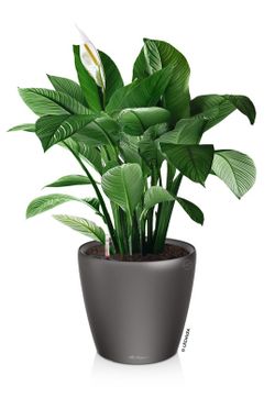 Flowerpot Owl self-watering Classico Premium 43.5 x 39 cm