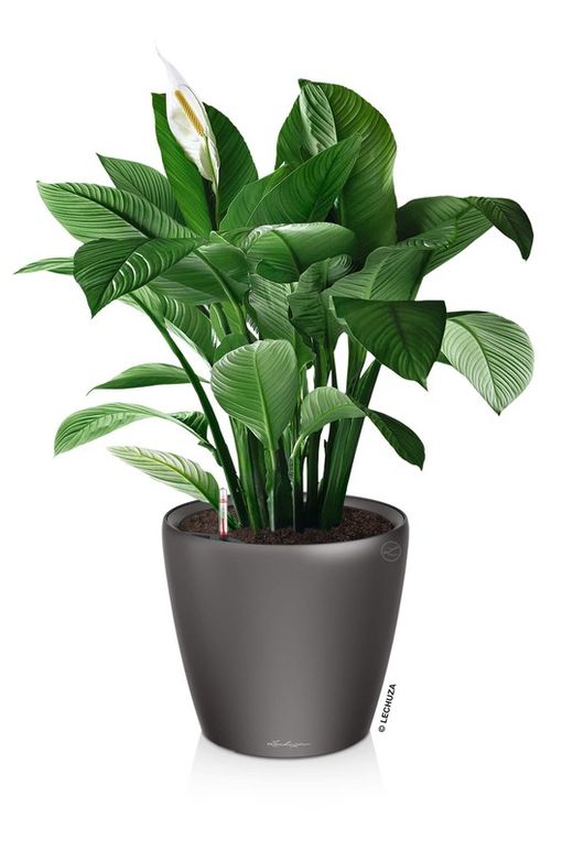 Flowerpot Owl self-watering Classico Premium 43.5 x 39 cm