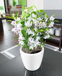 Flowerpot Owl self-watering Classico Premium 43.5 x 39 cm
